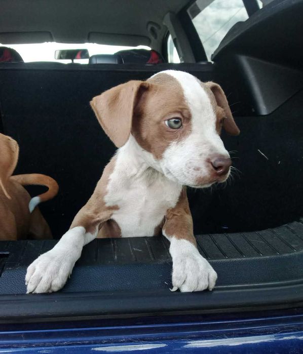 American Staffordshire Terrier Amstaff nie Pit Bull, Bullterier gotowy do odbioru-pies 3