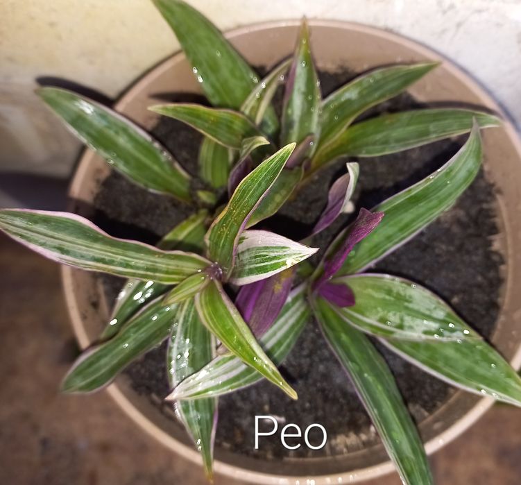 Епіпремнум, рео,хойя,ломикамінь.