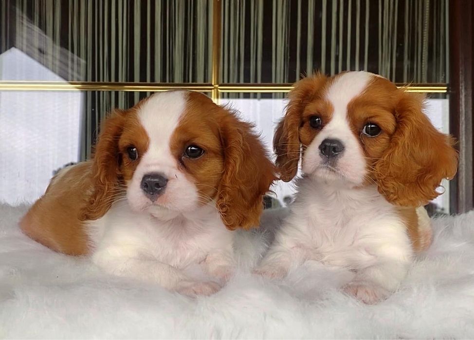 Cavalier King Charles Sosniel