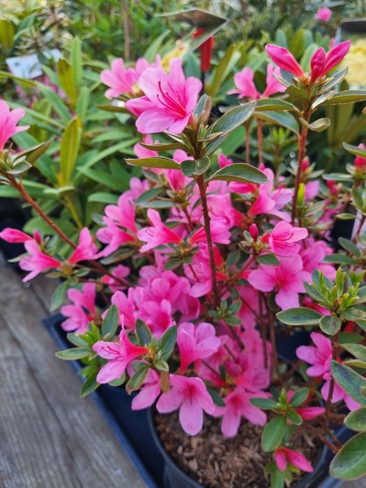 Азалія японська Madame van Hecke