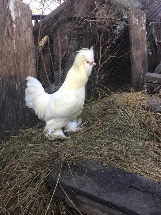 Півень породи Султанка