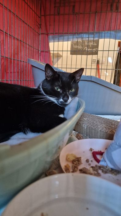 Aniołek -naczelny miziak szuka domku