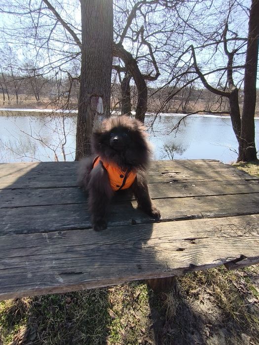 Хлопчик померанський шпіц 5 міс.