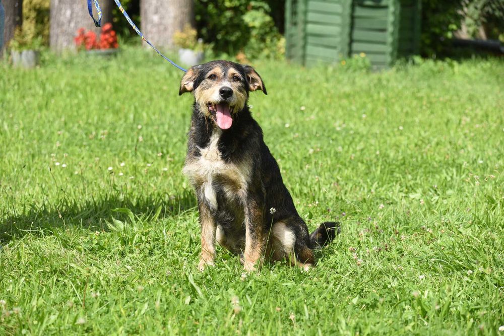 Barton - piesek w średnim wielu szuka domu