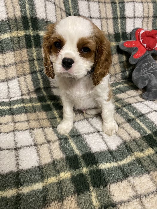 Szczeniak cavalier king charles spaniel