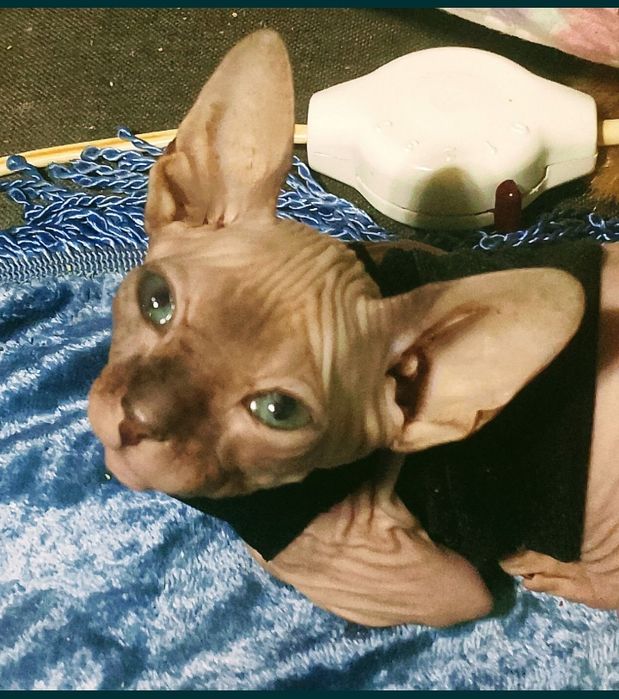 Сфинкс красавчик приглашает принцессу для вязки