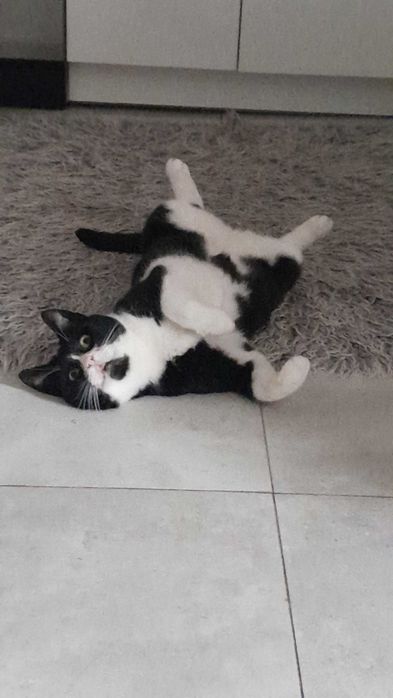 Kotka Angela szuka swojego człowieka