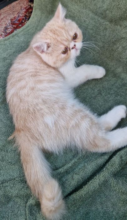 Продається котик Екзот