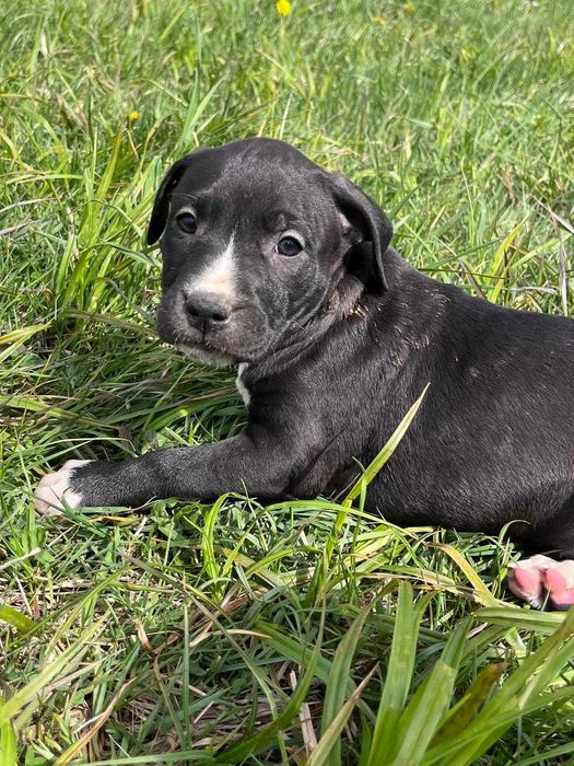 Amstaff amstaff samica