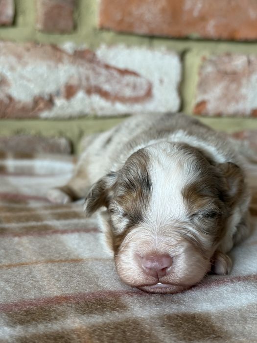 Amerykański owczarek miniaturowy FCI- suczka NBT Color of Summer