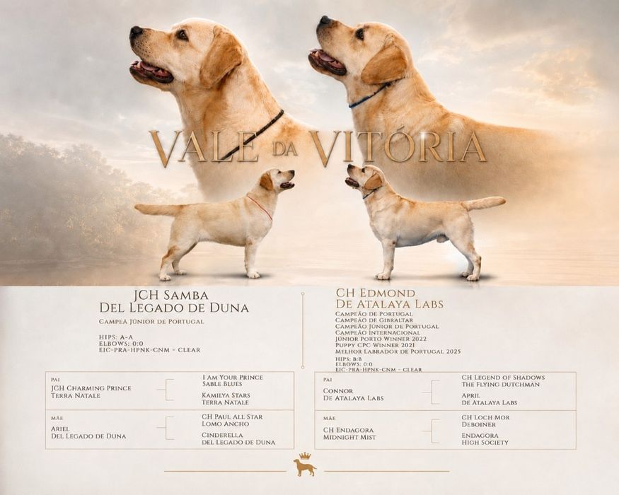 Labrador Retriever fêmea filha de campeões