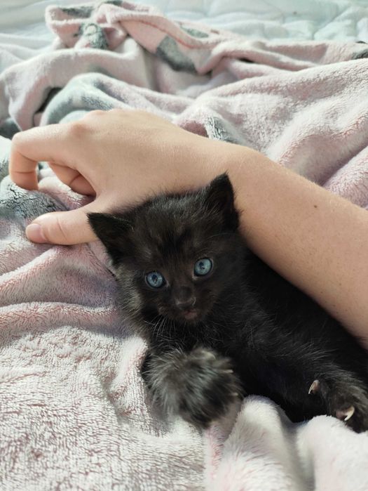 Xiaomi POCO F5 PRO - 12gb RAM, 256GB