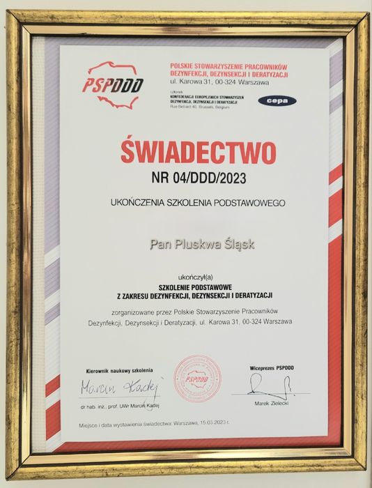 Pluskwa domowa, pluskwa, odpluskwianie, dezynsekcja 24/7, najwyżej oceniana firma z Tychów po cały Śląsk. Pluskwy, odpluskwianie 24/7, Tychy, Śląsk