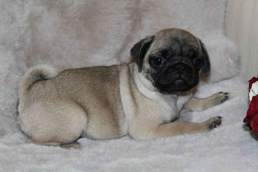 Розкішні мопсики