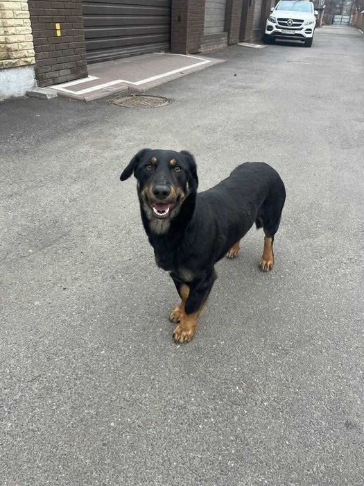 SOS Пропал пес, помогите найти