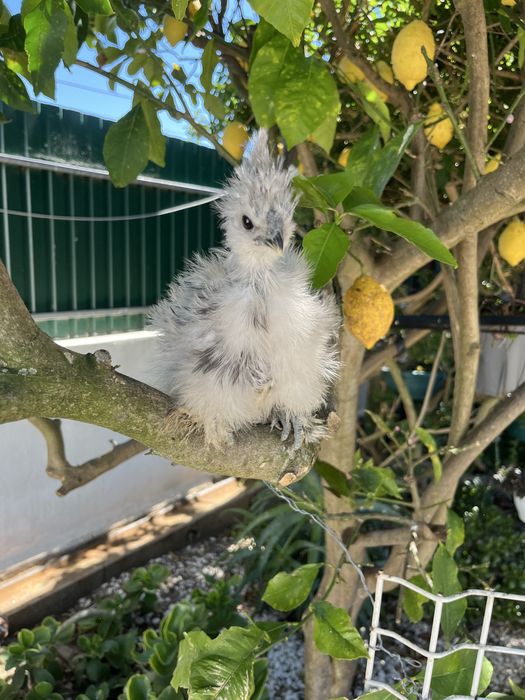 Pintos de Sedosas do Japão