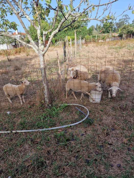 Vendo 2 ovelhas e dois burregos