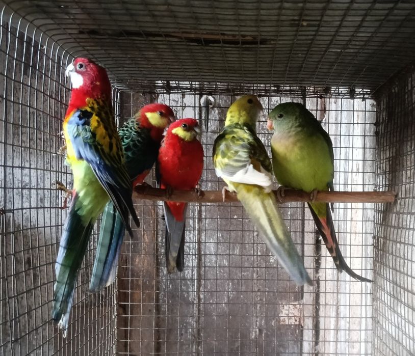 Psitacideos diversos