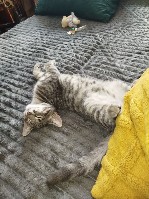 Котик чекає на свою родину..