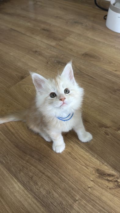Кошенята Мейн Кун