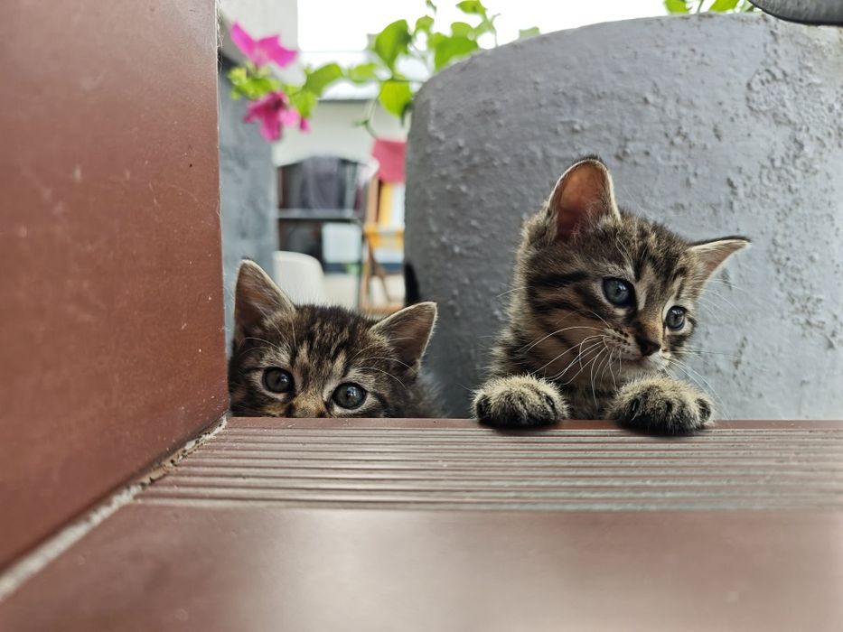 Urocze kotki do adopcji