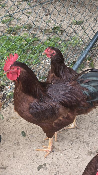 Ovos de galinha para chocadeira