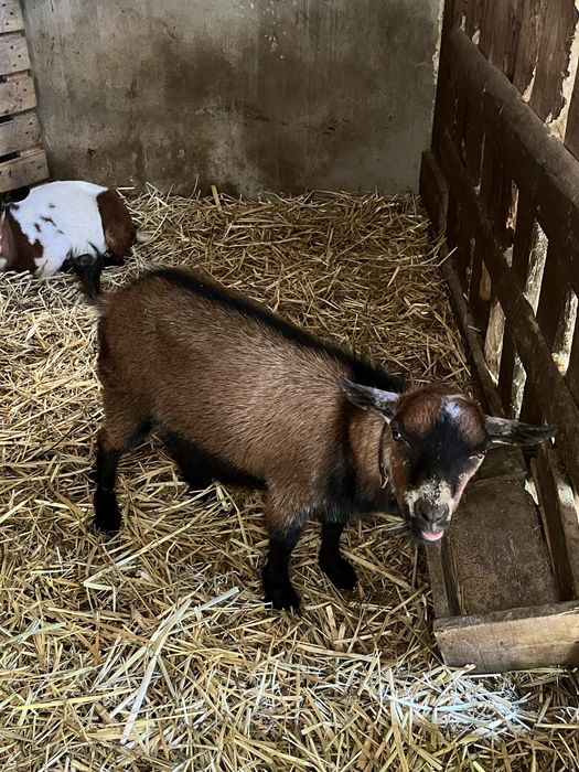 Casal cabras anas