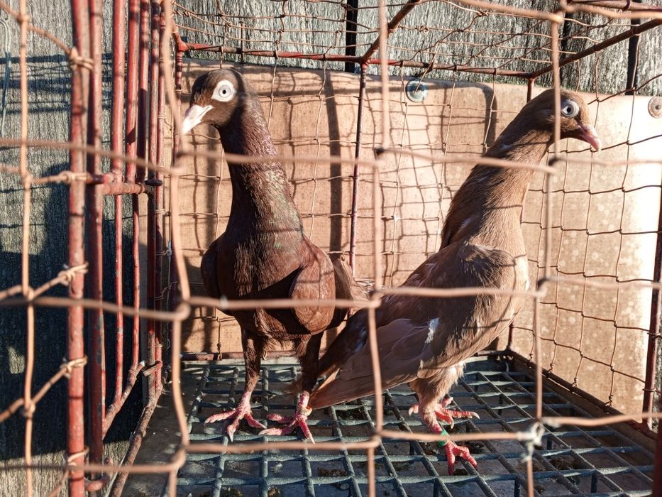 Stargardzkie Starogardzkie pulsujące ptaki gołębie ozdobne para