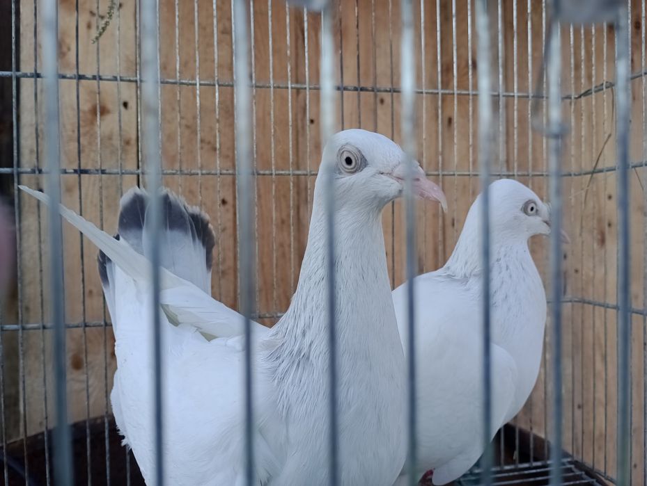 Srebniaki perłowe para