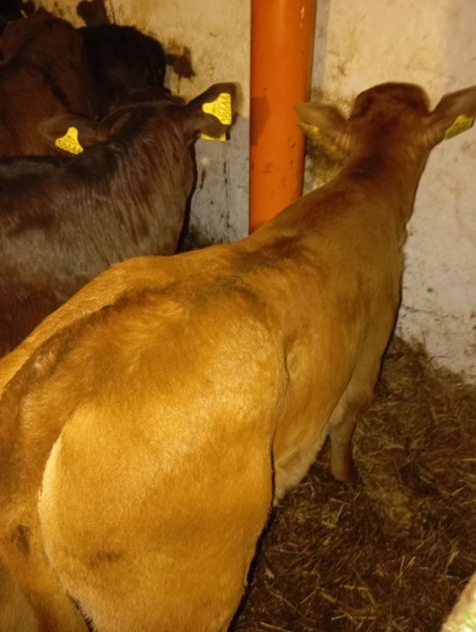 Sprzedam byczki i jalowki