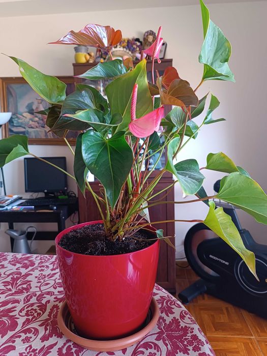 3 Plantas - Antúrios