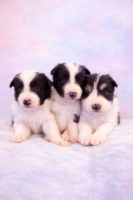 Border Collie suczka