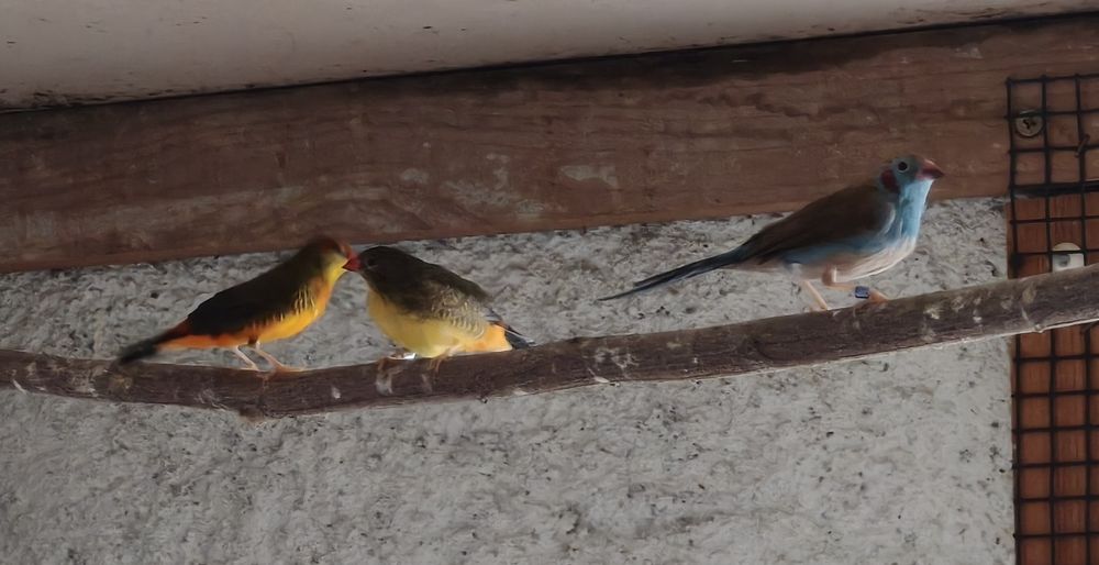 Casal de Amandava subflava (Guarda marinho)