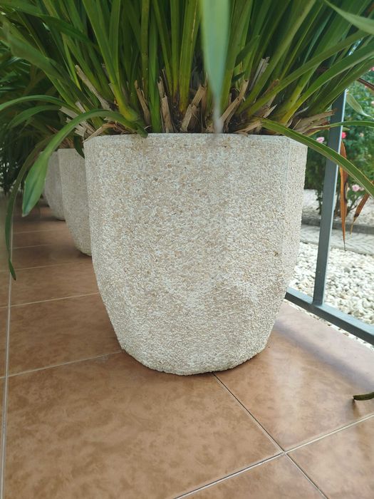 Venda orquídeas c/vaso em cimento