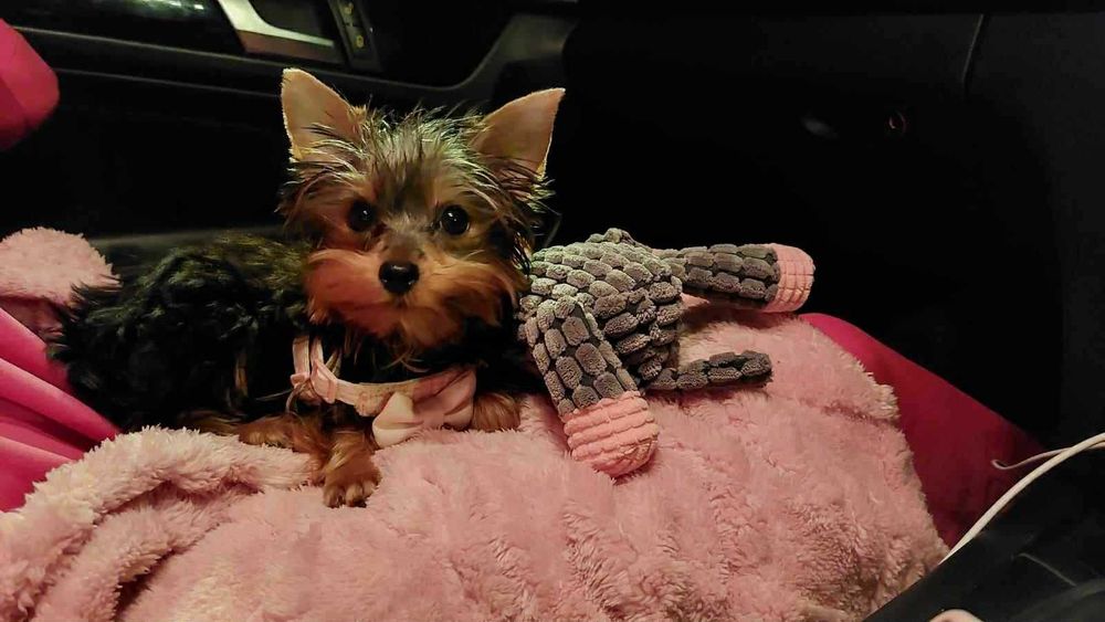 York Terrier suczka mini gotowe do odbioru z  rodowodem !!!