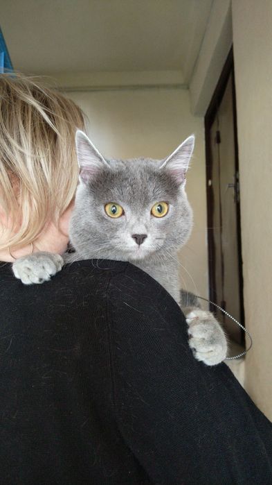 Пропоную для злучки неймовірно красивого котика Дима!