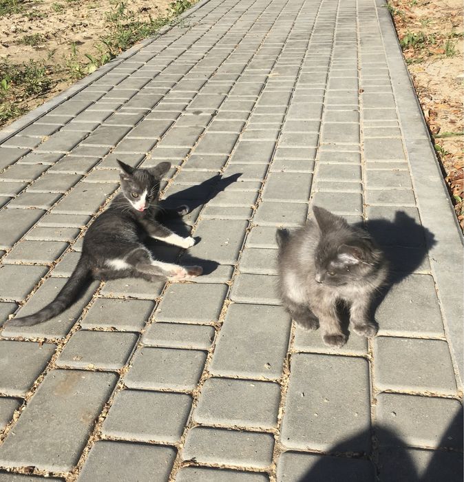 Кошеня в добрі руки