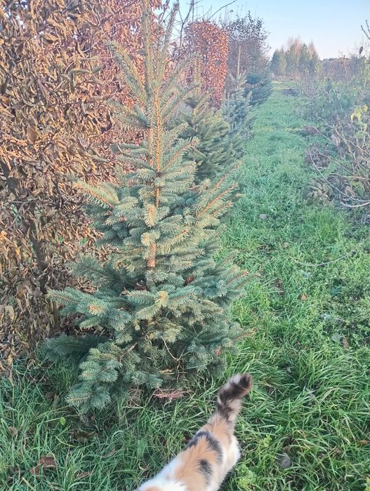 Продам ялинки молоді