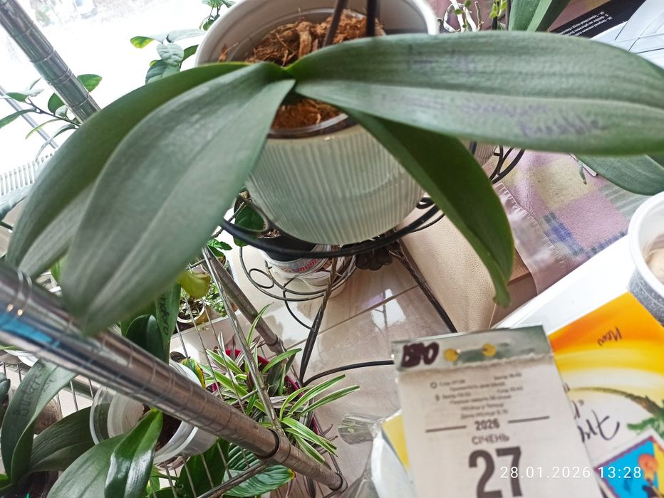 I-Shin Dream bubble фаленопсис орхидея Биг лип