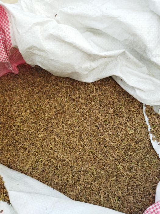 Seradela zbiór 2025