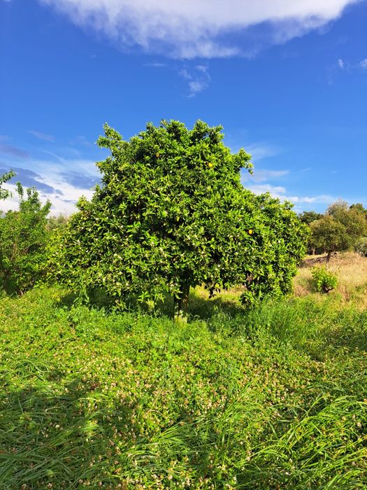 Quintinha subestimada