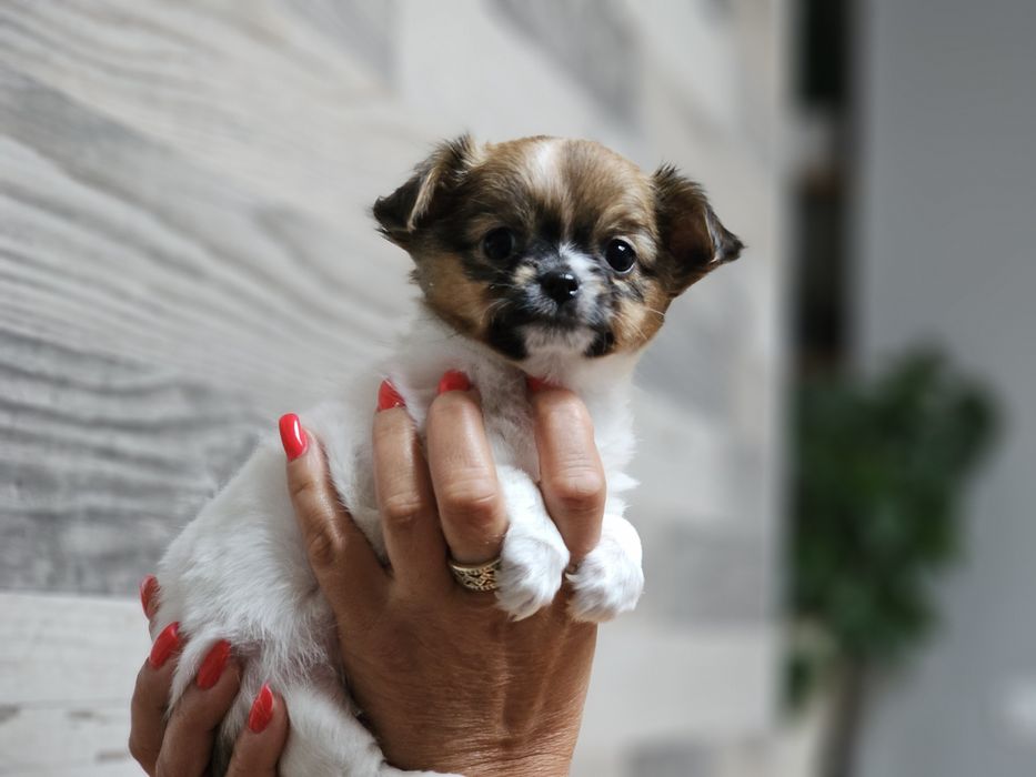 Chihuahua długowłosa dziewczynka LATTE