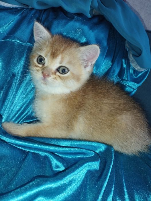 Золотые   британчики