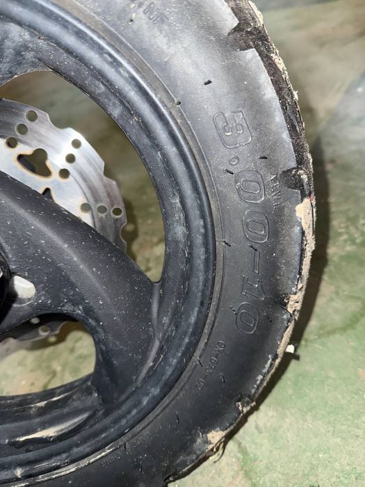 Barton 50 cm 2022 rok