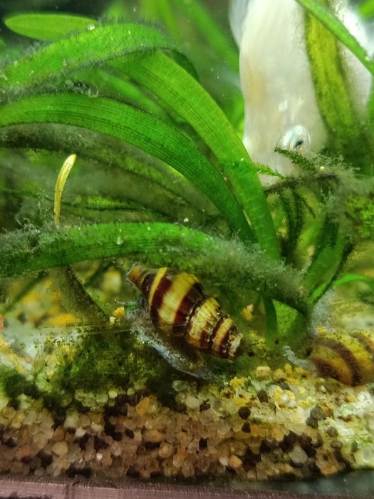 Vendo ou troco Caracóis Helena, Assassinos