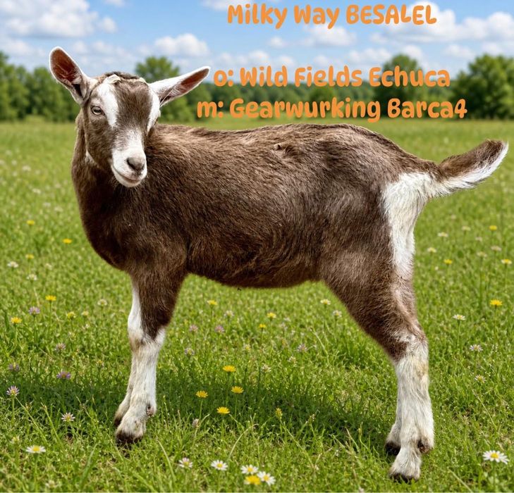 Koziołki British Toggenburg 2026