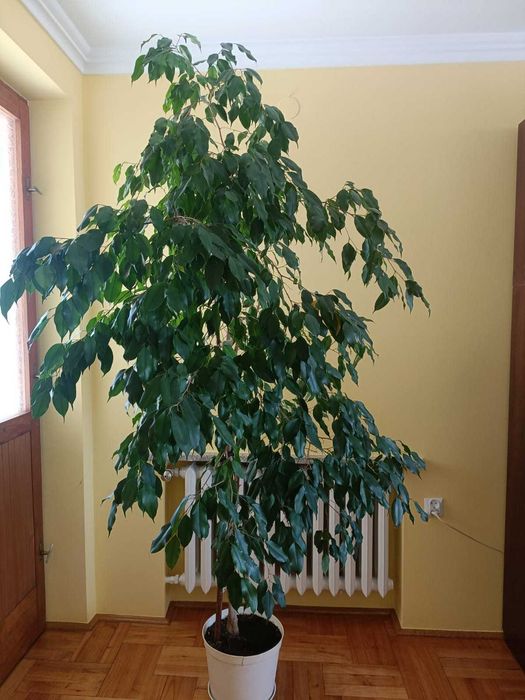 FIKUS BENJAMIN  /wysokość 230cm, szerokość 130cm/