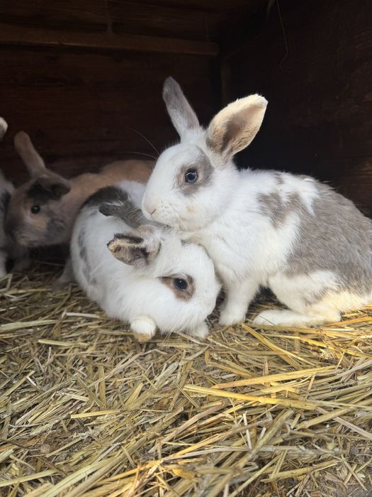 Samce miniaturki młode