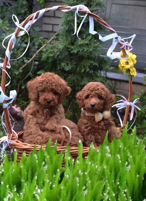 Найкращі хлопці той пудель