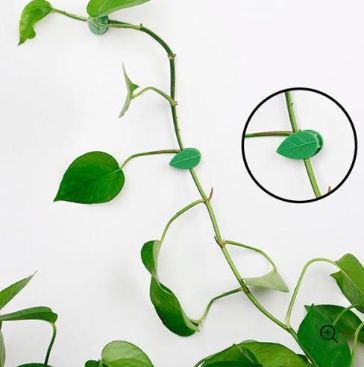 тримачі для в'юнких рослин